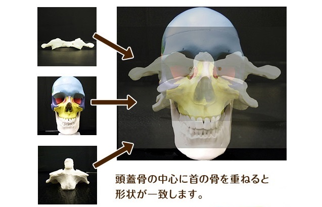 首の骨と頭の位置関係